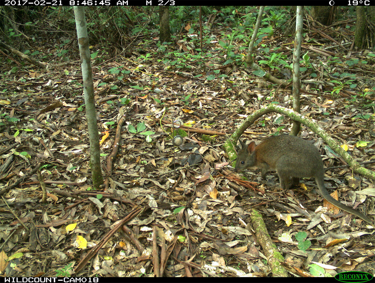 pademelon.jpg