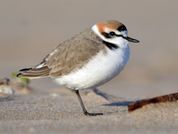 kentish_plover.png