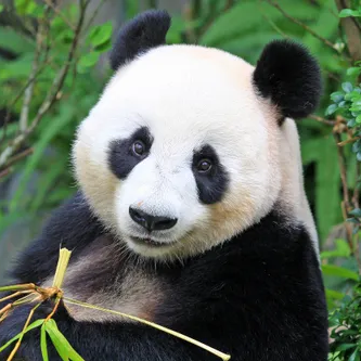 panda.png